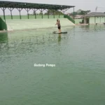 penyebab kolam renang berlumut