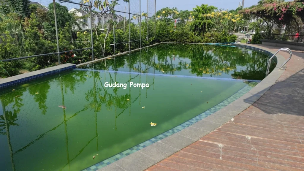 penyebab kolam renang berlumut