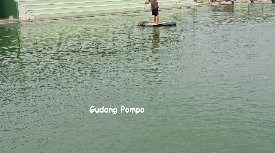 penyebab kolam renang berlumut